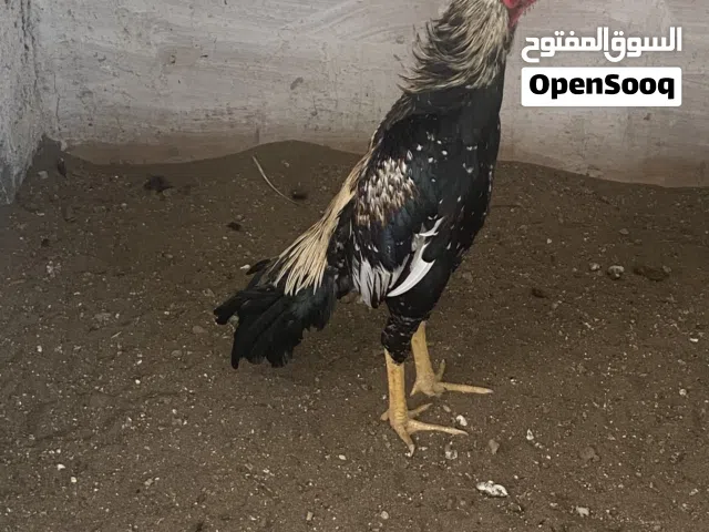 الفصيليه جاوا العمر 8اشهر