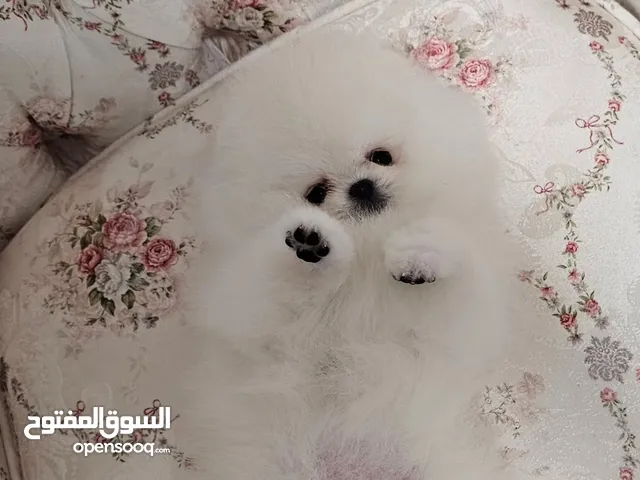 جراء بوميرانيان جميلة