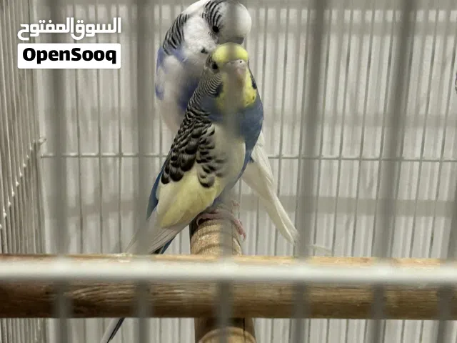 زوج بادجي منتج