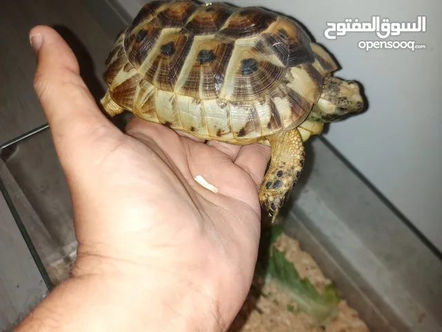 سلحفاه أليفه جدا و صحتها طيبه