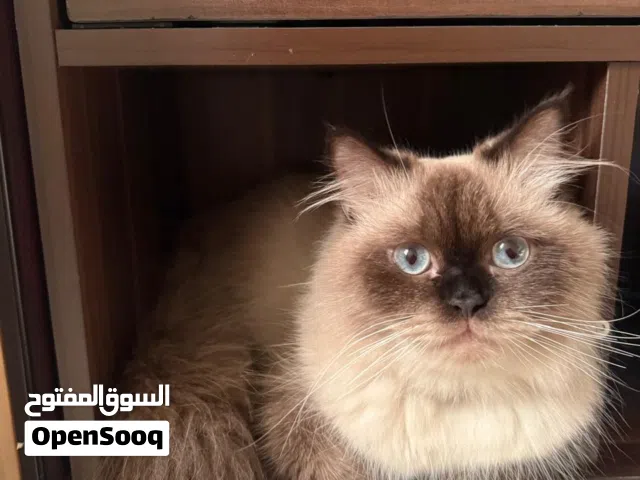 اعلان تزاوج