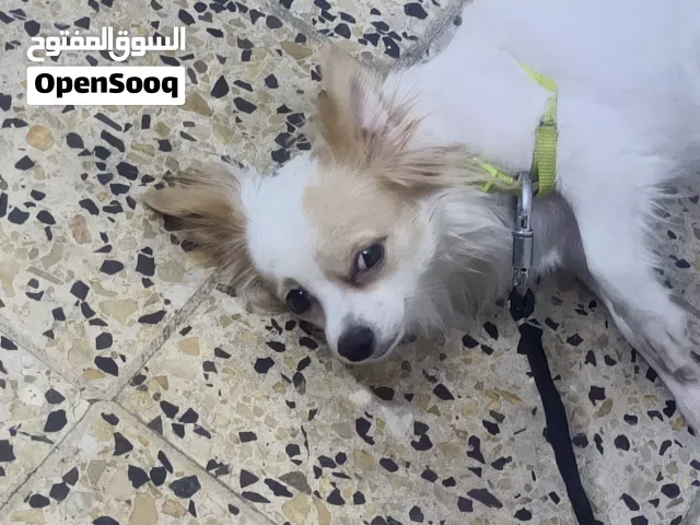 كلب زينه من لولو سعر 125وبي مجال