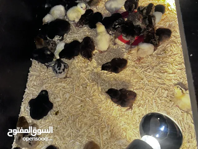 صوص بلدي حرق في السعر