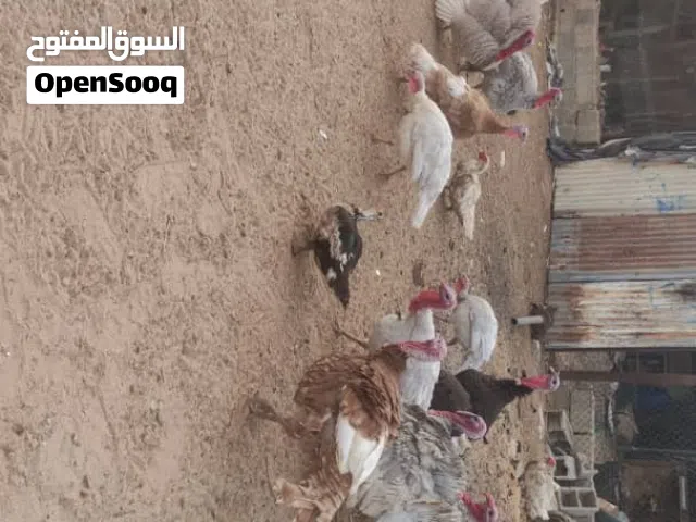 ديك رومي البيع