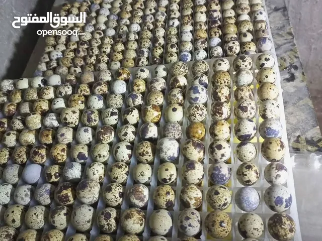 بيض فري طائر السمان سوبر جامبو