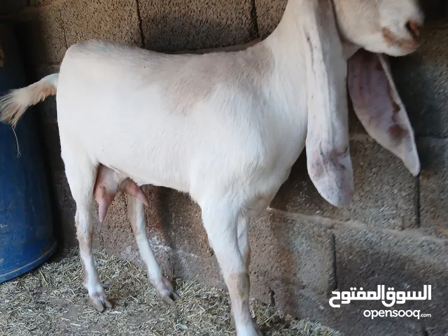 عنز رباع الله يبارك