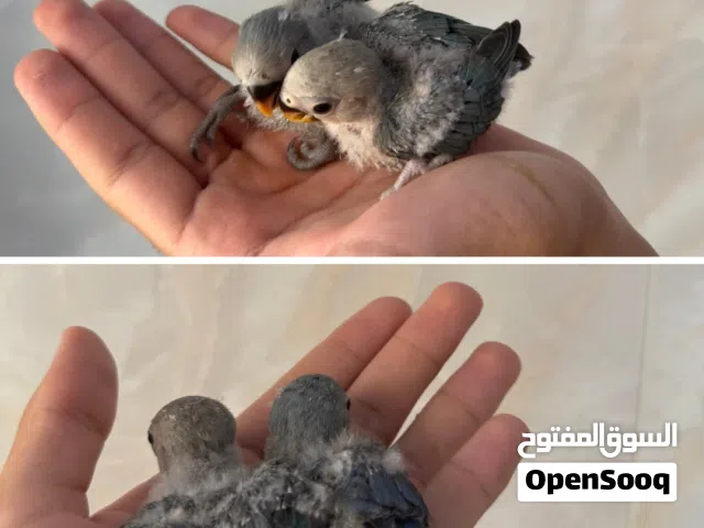 فروخ طيور حب للبيع