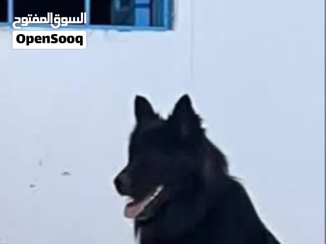 كلب لونق هير بلاك