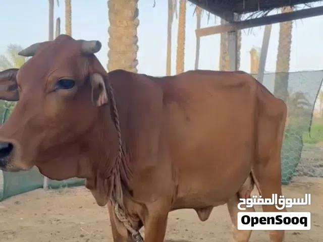 بقره باكستانية للبيع