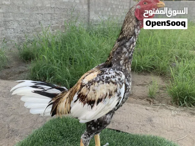 للبيع طير باكستاني نسل سندي دبل يصلح حق نسل وميدان اموره طيبه صاحي ما يعاني من اي مرض