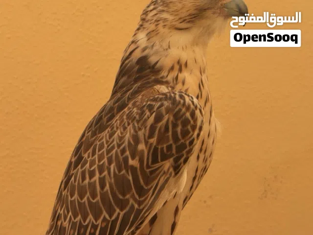 حر للبيع على 4500