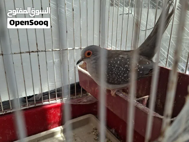 جوز ماسي شغال