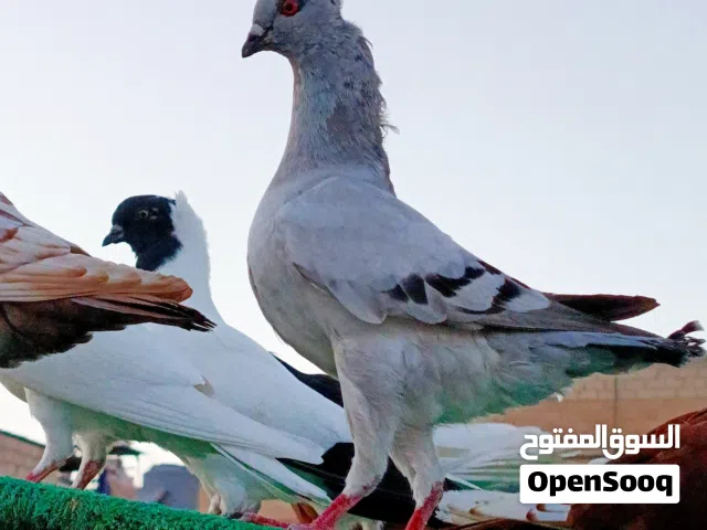 فحل كنج بواز وطيرة موشحة زرقا بنت كنجات بواز