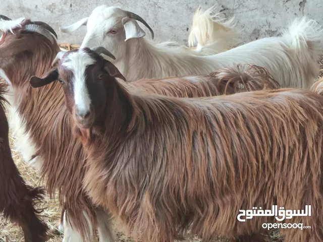 للبيع جداية مخصيات جاهزات طعايم سمان فول فول متروسات ماشاء الله الي يريد يضخرهن حق رمضان او عيد