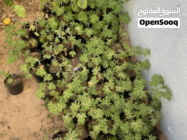 عطر للبيع جمله وقطاعي