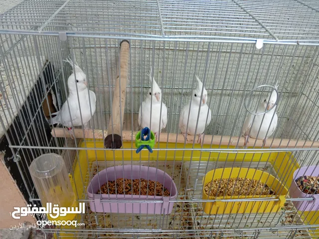 اربع طيور كوكتيل البينو عين حمره