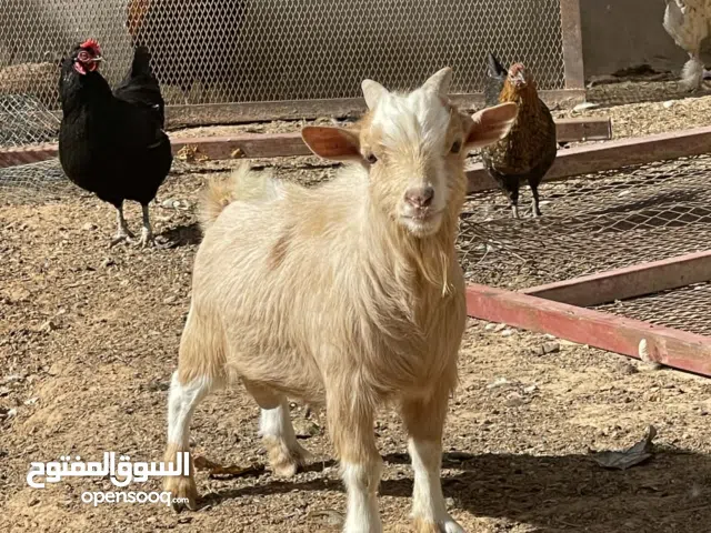 جدي كردي بسمله مشالله