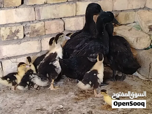 بش امريكي عمر شهرين عدد 3 وبش مصري عدد 6 اعمار مختلفه بين الشهر والاسبوعين