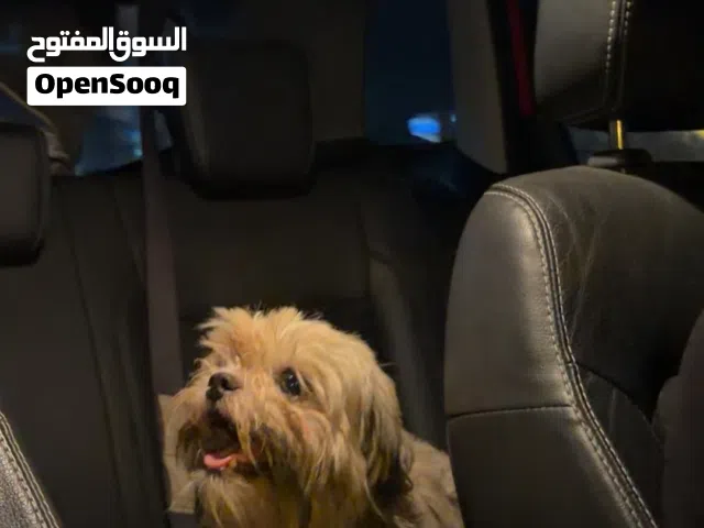 تشتزو انثى للبيع