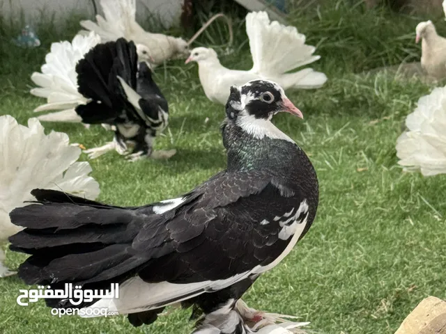 حمام عرايس وحمر