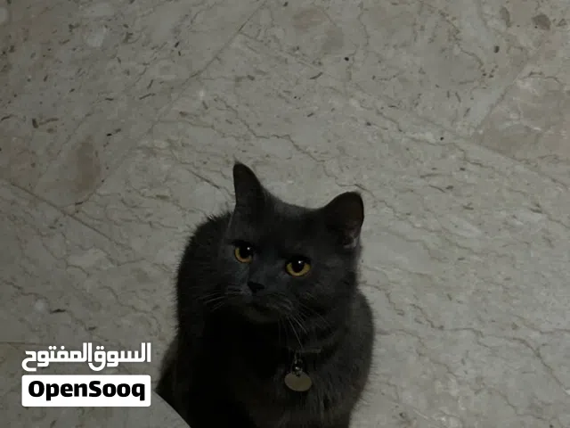 قطه سكوتش للبيع / العمر سنه —————————————————————————————-11————————————