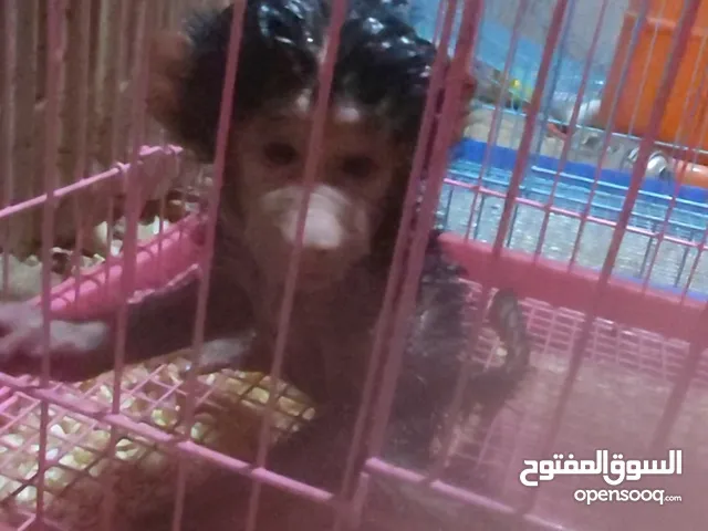 قرده للبيع بسن الحظانه
