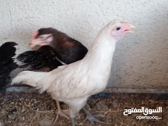 هرافي عرب ديج واحد و7 دجاجات