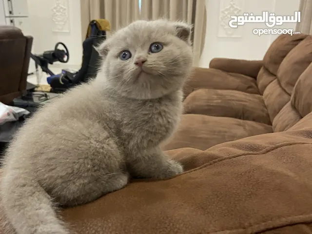 Cats  kitten 50 days male