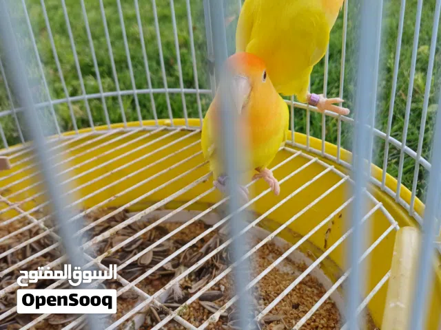 زوز دكوره اورنج اقرأ الوصف