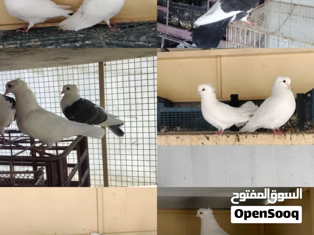 للبيع حمام زينة