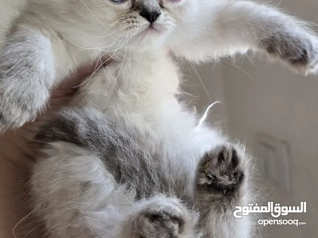 قطط شاشنيلا حلوين كتير ولعوبين للبيع بسعر مغري