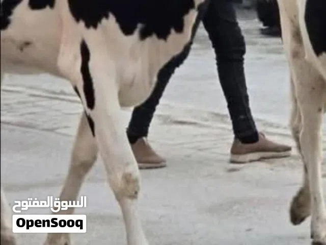 بكاكير عدد اثنين علميلاد للبيع اربد خرجا