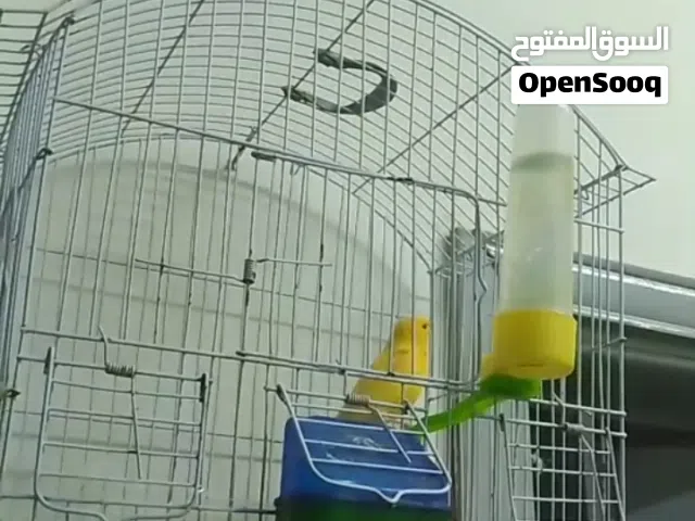 فحل كناري نار حامي وشغال يكبس بالهبل وتغريده نار