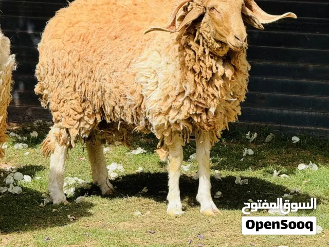 خروف عمره سنه الله يبارك
