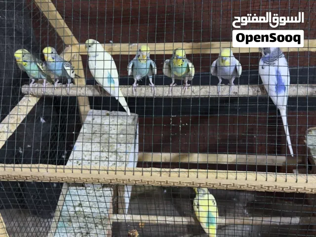 طيور الحب 4 ازواج وقفصهن جبير كلهن الوان حلوه