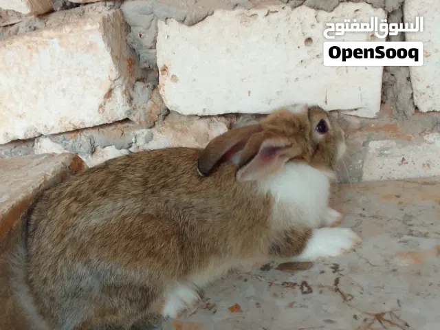 أرانب المانيات للبيع الله يبارك