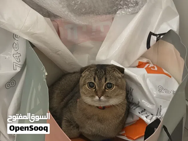 Pure Scottish Fold & British Shorthair female cat for sale