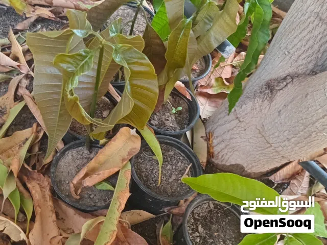 للبيع شتلات مانجو باكستاني العدد 41