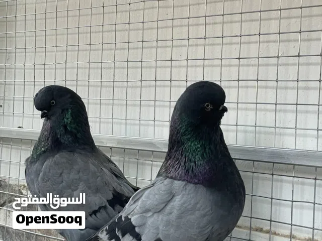 فرش مندين وكشكي