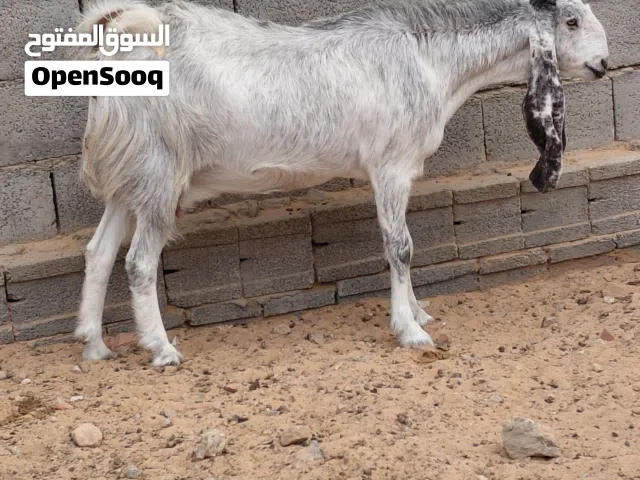 بسم الله ماشاء الله زوز معزا هجين ربي يبارك عشار