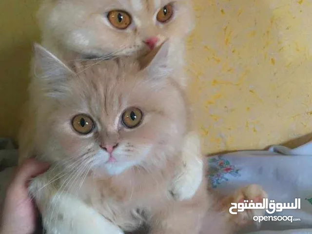 قطط  نوع شيرازي الايراني