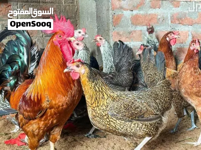 مطلوب جاج بلدي نضيف