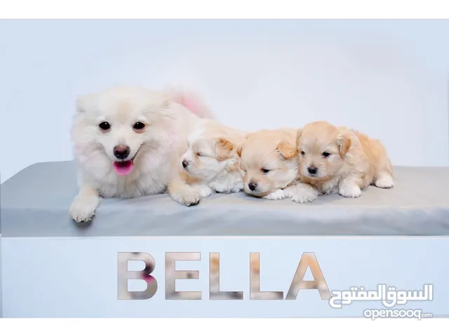 Luna. Mila. Messy. Bella