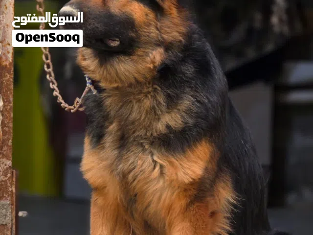 جيرمن شيبرد