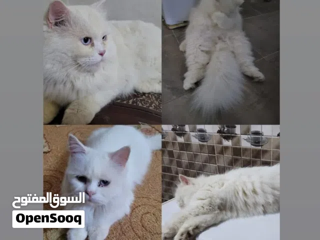 قطط للبيع وشوف الوصف قبل لا ترسل