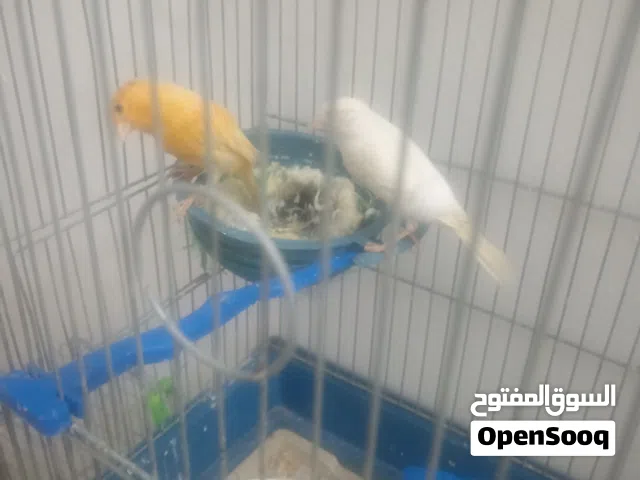 جوز كنار للبيع