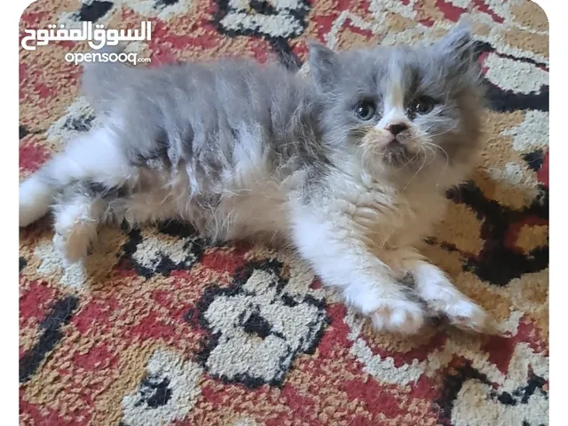 قط ذكر هملايا بيرشن مخيم البقعة