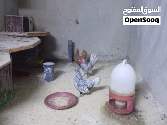 متوفر بيض مشكل للبيع