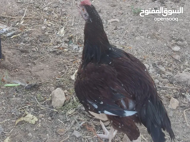 ديك سايكس بورسلان
