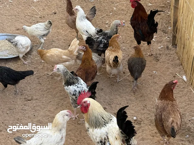 دياجه محليه ودياي للبيع5 شهور لسبع شهور